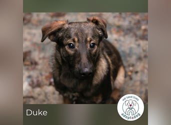 Duke 259586 sucht ein zu Hause
