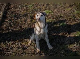 Chip 272130 sucht ein Zuhause