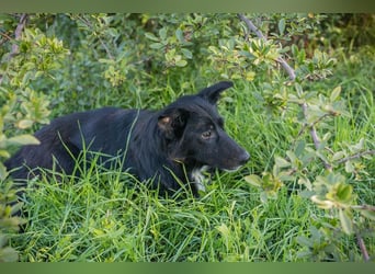 Rosie: sucht ein Zuhause