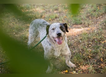 Chip 263693 sucht ein Zuhause