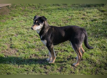 Chip 271760 sucht ein Zuhause