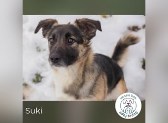 Suki- Schäfermix sucht ein Zuhause