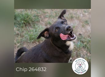 Chip 264832 sucht ein Zuhause