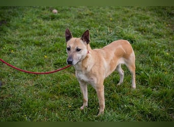Chip 255040 sucht ein Zuhause