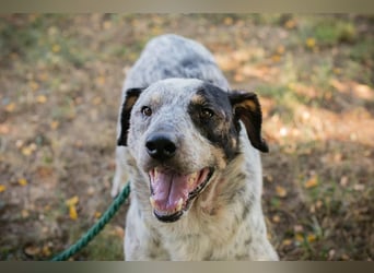 Chip 263693 sucht ein Zuhause