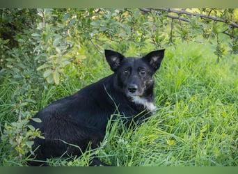 Rosie: sucht ein Zuhause