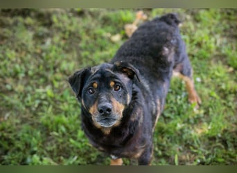 Bronco sucht ein Zuhause
