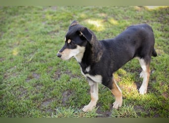 Chip 271760 sucht ein Zuhause