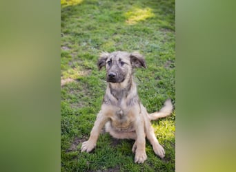 Chip 269459 sucht ein Zuhause