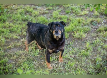 Bronco sucht ein Zuhause