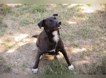 Chip 264832 sucht ein Zuhause