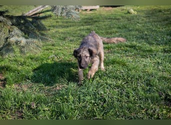 Chip 269459 sucht ein Zuhause