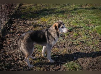 Chip 272130 sucht ein Zuhause