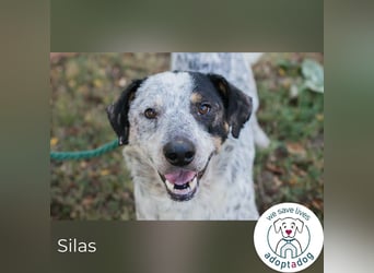 Silas 263693 sucht ein zu Hause