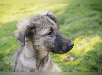 Chip 269459 sucht ein Zuhause