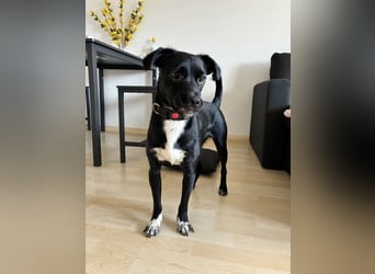 Piet 269359 sucht ein zu Hause