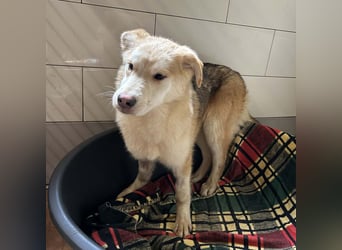 Viola sucht ein Zuhause