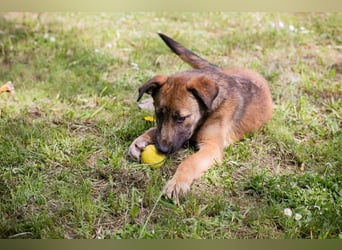 Chip 267512 sucht ein Zuhause