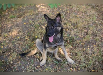 Chip 263755 sucht ein Zuhause