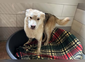 Viola sucht ein Zuhause