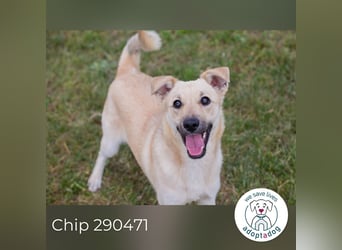 Chip 290471 sucht ein Zuhause