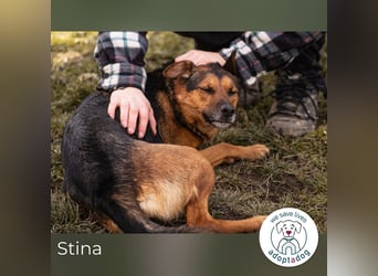 Stina 159306 sucht ein zu Hause