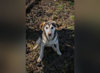 Chip 272130 sucht ein Zuhause