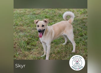 Skyr sucht ein Zuhause