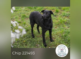 Chip 221493 sucht ein Zuhause