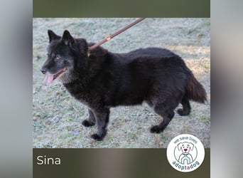 Sina 922409 sucht ein zu Hause