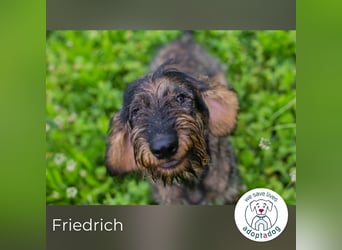 Friedrich sucht ein Zuhause