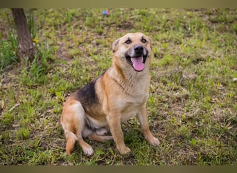 Chip 267225 sucht ein Zuhause