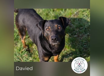 Davied 271505 sucht ein zu Hause