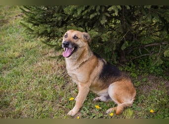 Chip 267225 sucht ein Zuhause