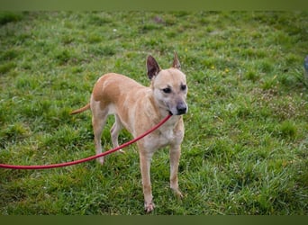 Chip 255040 sucht ein Zuhause