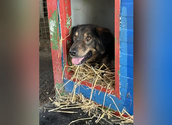 Joschi: Vertrauen durch Geduld