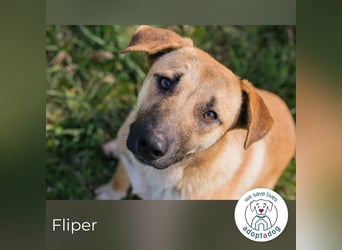 Fliper sucht ein Zuhause
