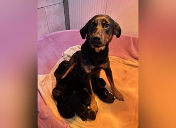 Ida sucht ein Zuhause