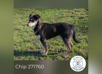 Chip 271760 sucht ein Zuhause