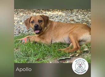 Apollo 244315 sucht ein zu Hause