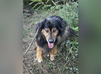 Lennox: treuer Begleiter sucht Familie