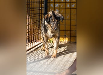 Joschi: Vertrauen durch Geduld