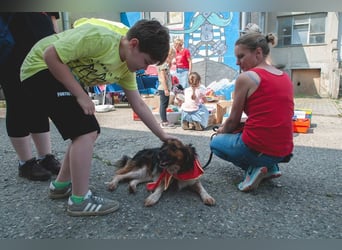 Namira: Fröhliche Traumhündin sucht liebevolles Zuhause