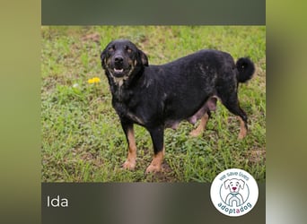 Ida sucht ein Zuhause