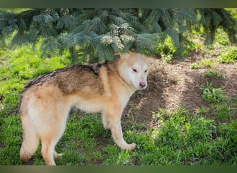 Viola sucht ein Zuhause