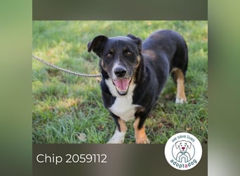 Chip 2059112 sucht ein Zuhause