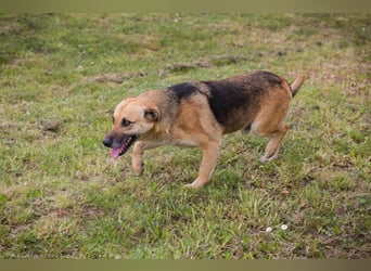 Chip 267225 sucht ein Zuhause