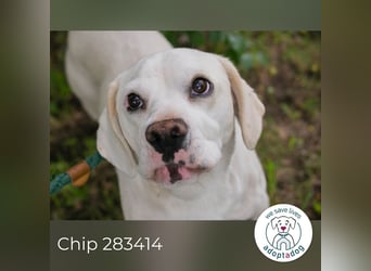 Chip 283414 sucht ein Zuhause