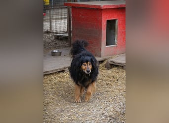 Lennox: treuer Begleiter sucht Familie