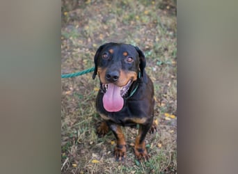 Chip 2217375 sucht ein Zuhause